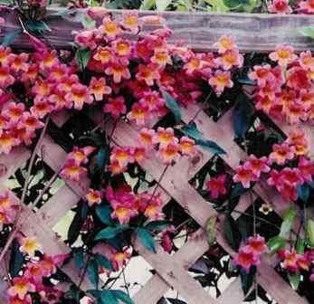 Tangerine Beauty Crossvine,Bignonia capreolata 'Tangerine Beauty', copyright � almostedenplants.com